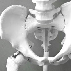pelvic alignment