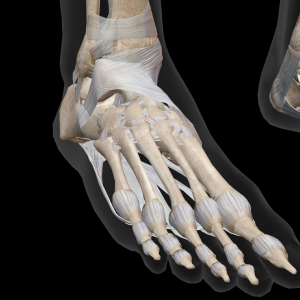 Joints and ligaments