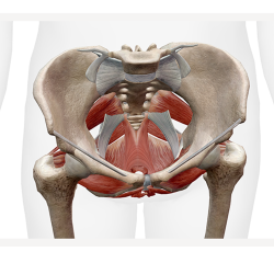 Pelvic Diaphragm