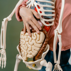 digestion digestion